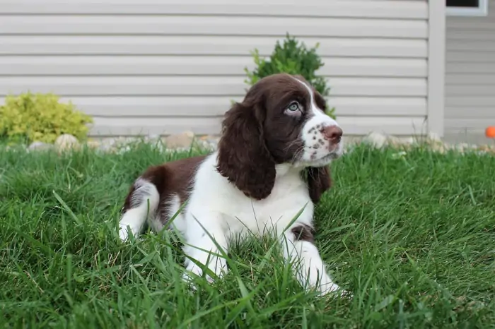 Adorable Springer Puppy In Alabama