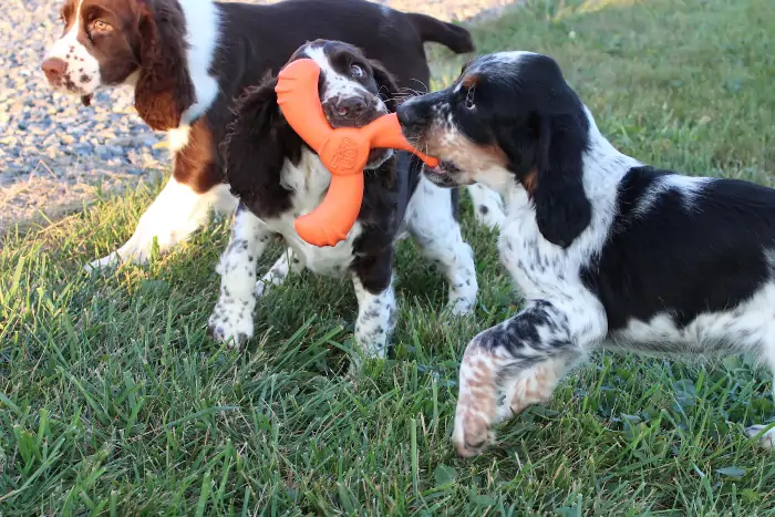 Alabama English Springer Spaniel Puppies For Sale