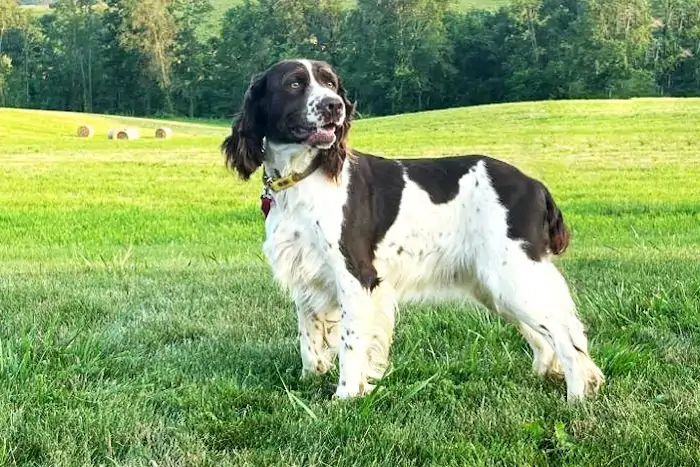 Beautiful Fullgrown English Springer Spaniel from Alabama