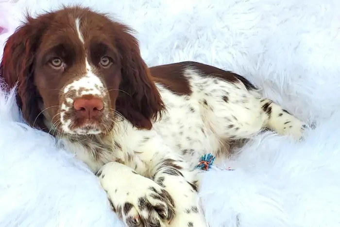 Best Alabama AKC Purebred English Springers for sale