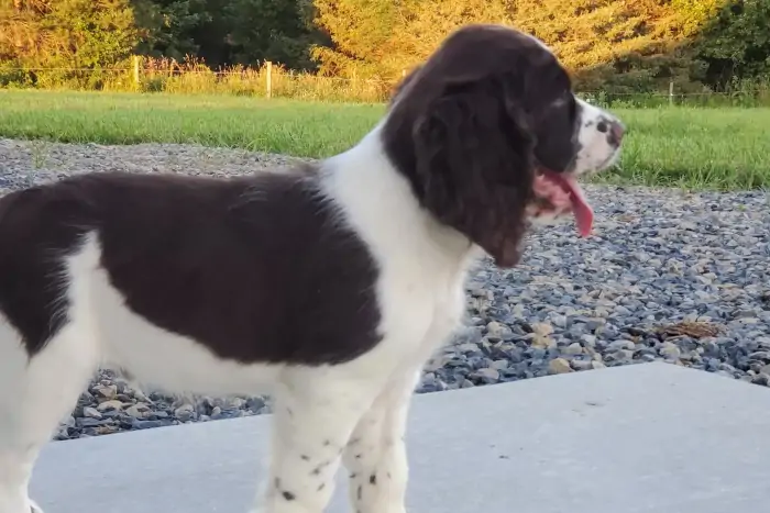 Top Alabama English Springer Spaniel Breeder