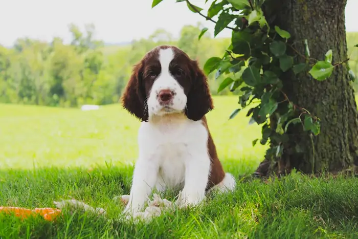 Purebred Springers For Sale In Florida