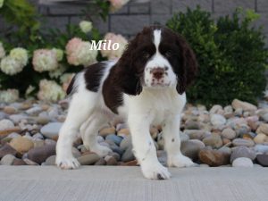 Milo a handsom English Springer Spaniel puppy