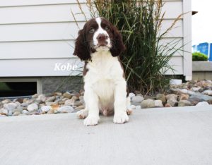 Kobe an available Springer Spaniel Puppy