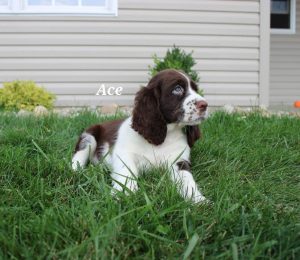 Registered AKC English Springer Spaniel Puppy Named Ace