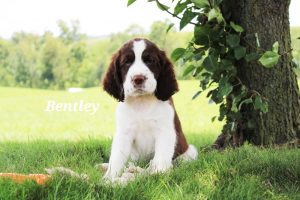 Bentley Springer Spaniel puppy for sale