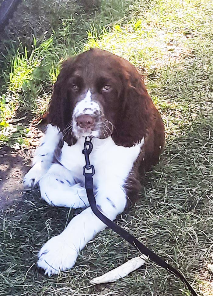 Tobias the Springer Spaniel puppy that used to be named Zeke