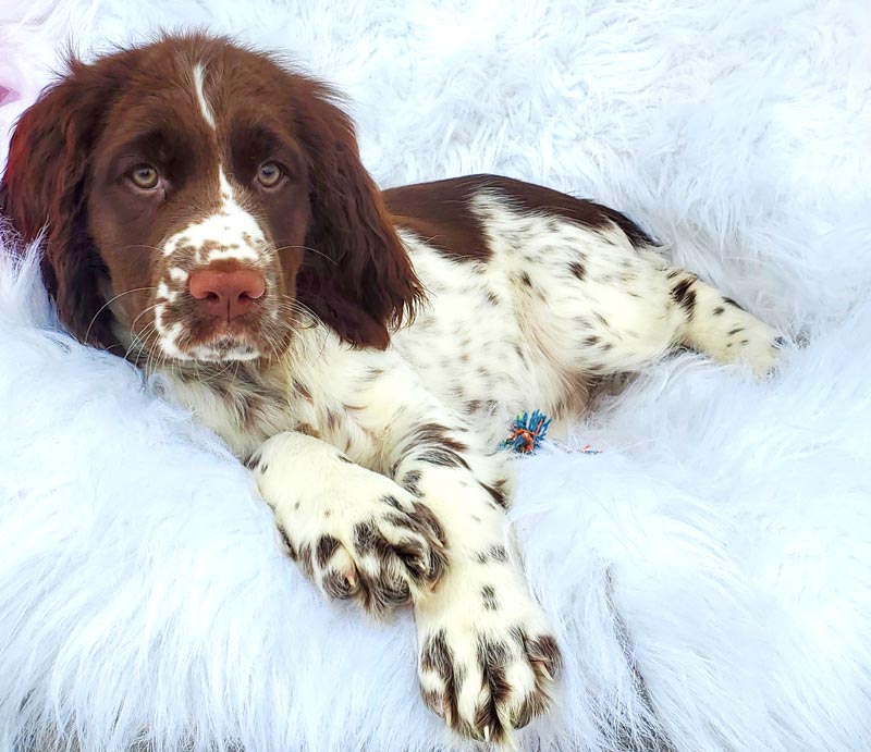 Springer Spaniel puppy laying on fluffy bed at Valley view Springers.