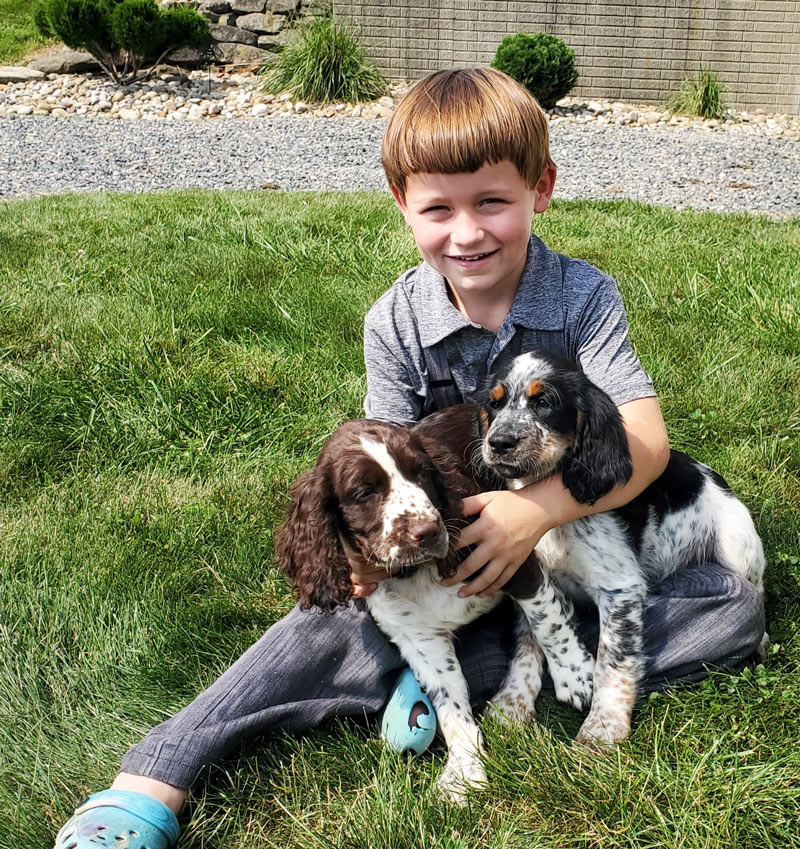 Akc english outlet springer spaniel puppies