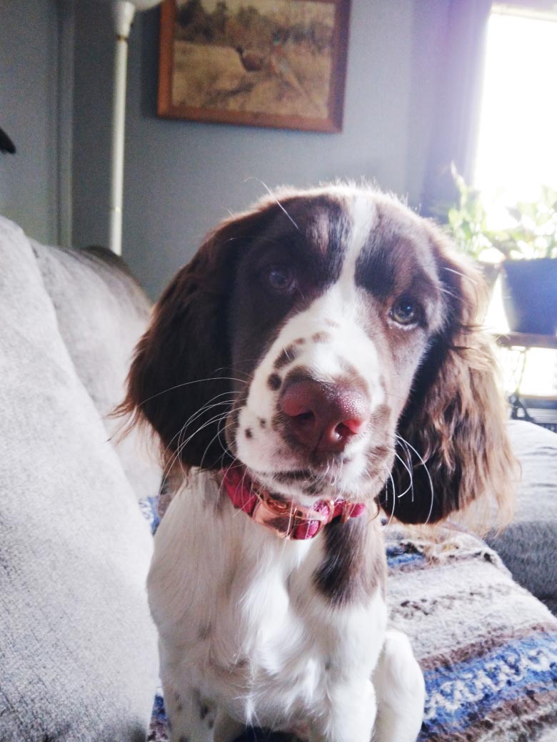 Zoey a english Springer Spaniel puppy from valley view Springers