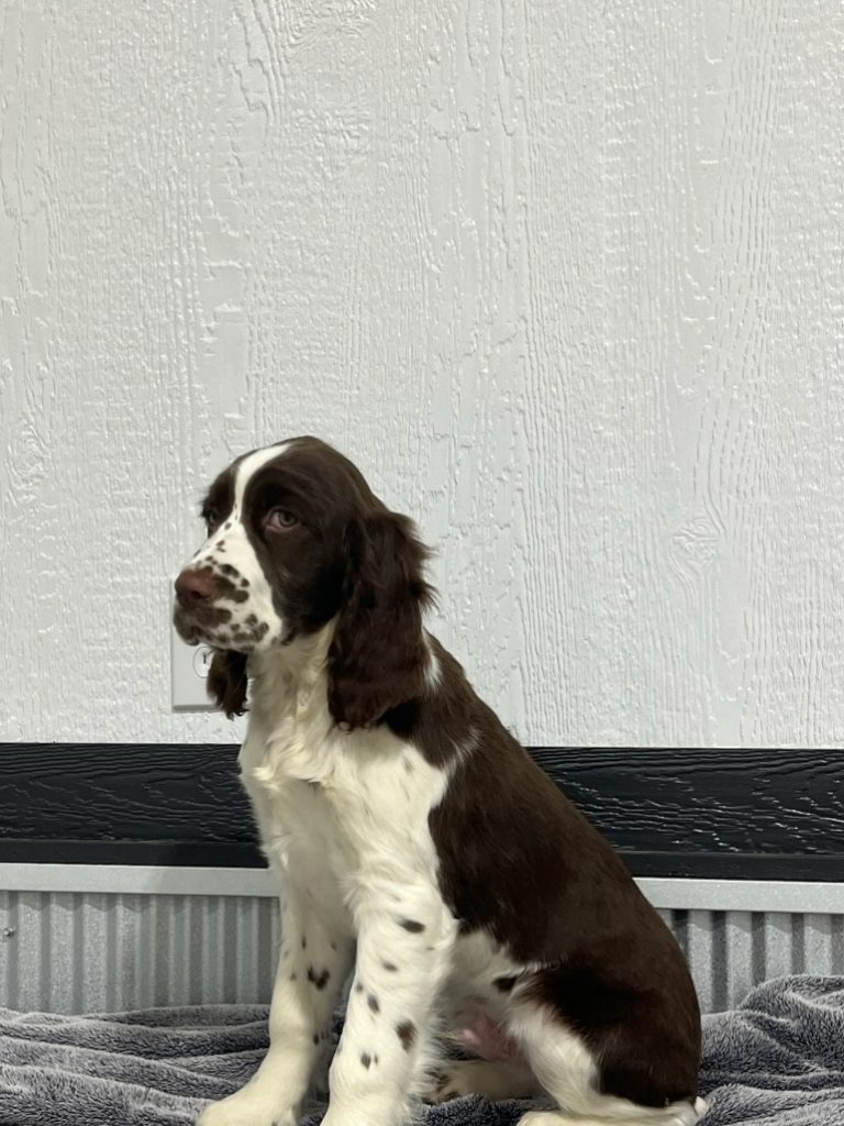 English Springer Spaniel - Valley View Springers