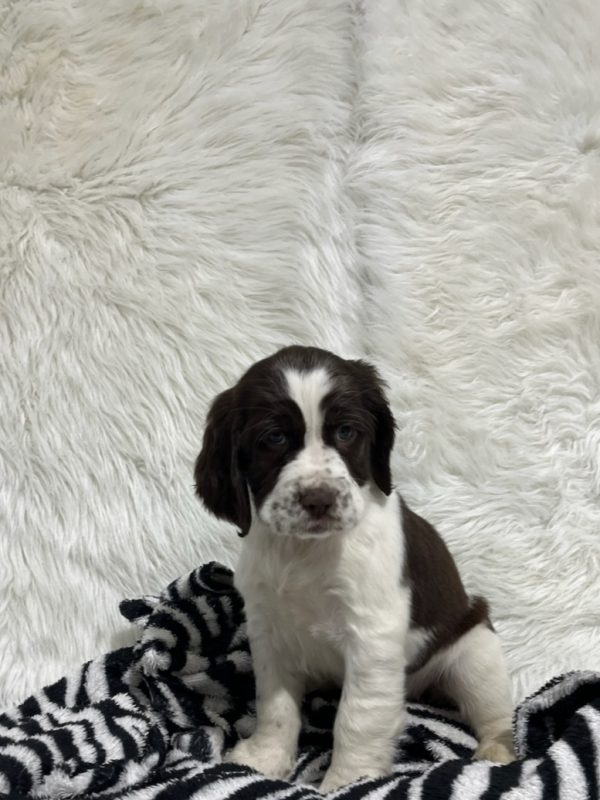 Bailey - Image 6