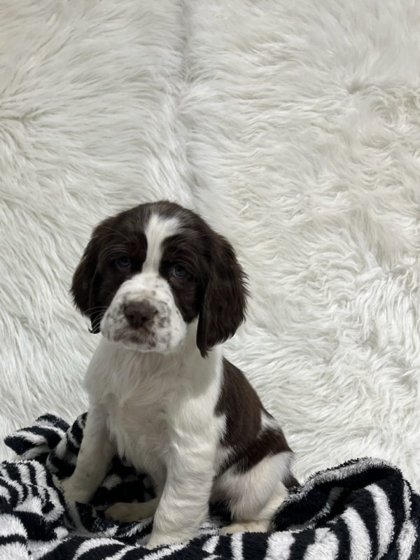 Bailey - Image 8