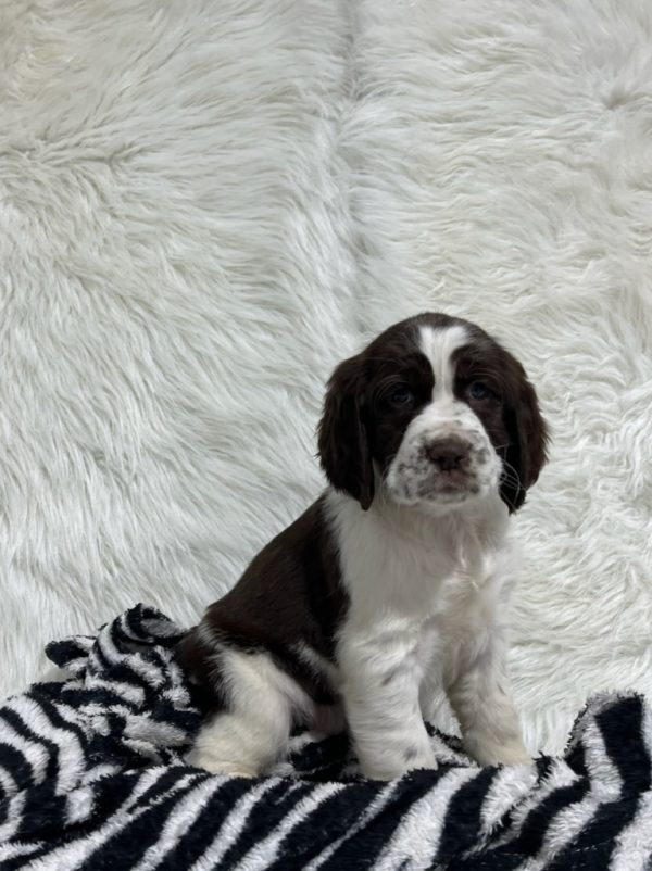 Bailey - Image 4