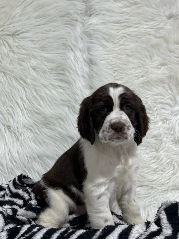 Bailey - Image 10
