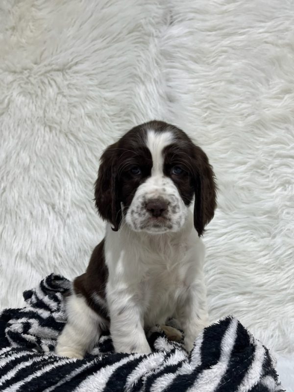 Bailey - Image 9