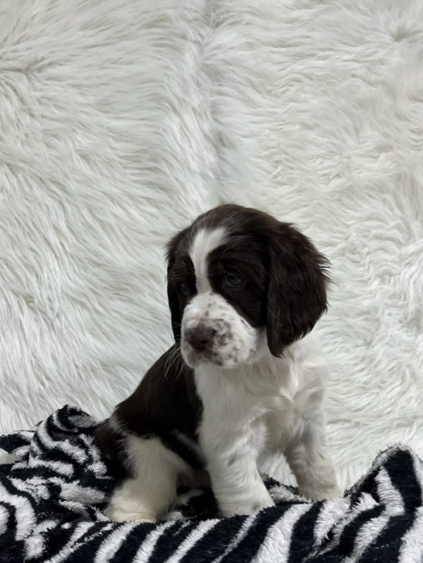 Bailey