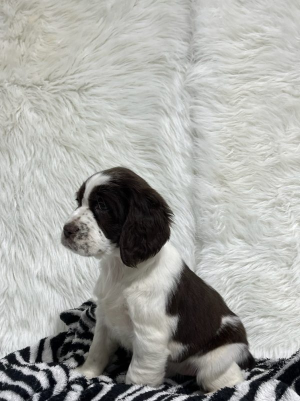 Bailey - Image 3