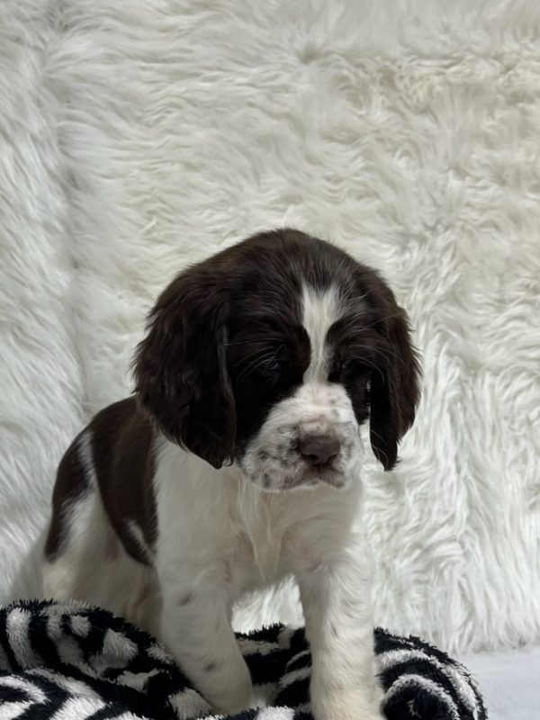 Bailey - Image 11