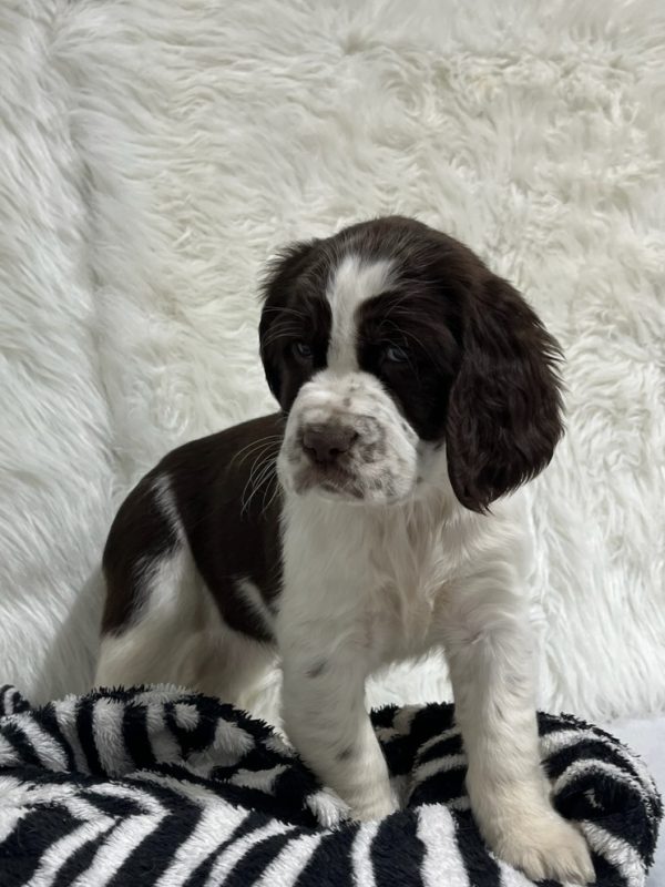 Bailey - Image 12