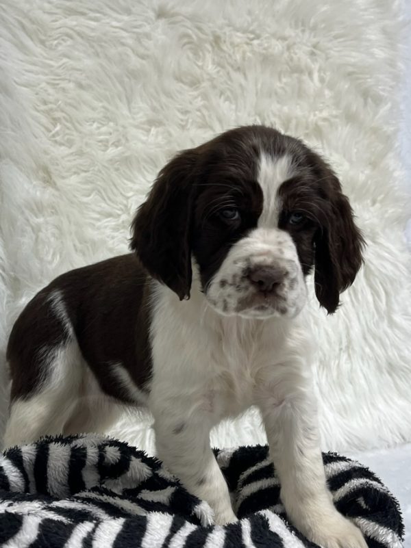 Bailey - Image 13