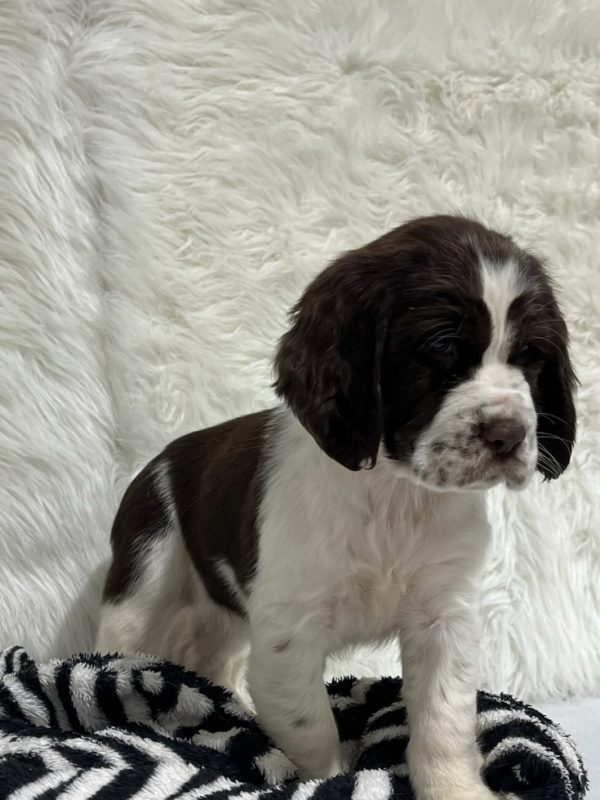 Bailey - Image 2