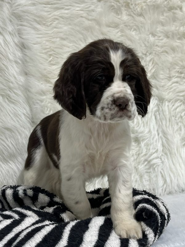 Bailey - Image 14