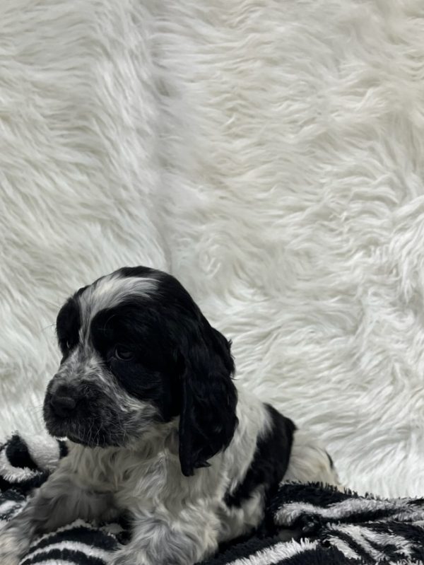 Coco - Image 20