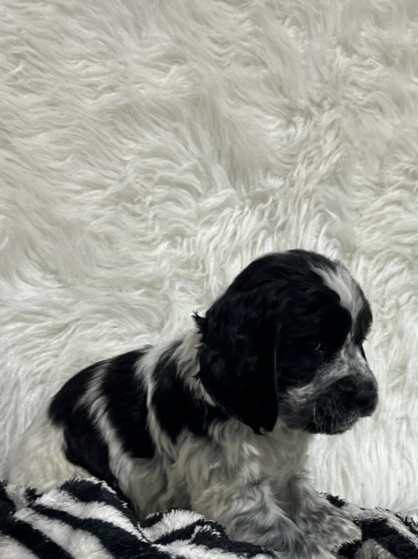 Coco - Image 16
