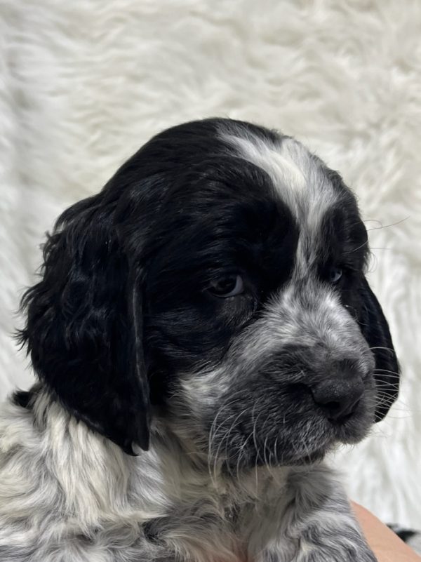 Coco - Image 9