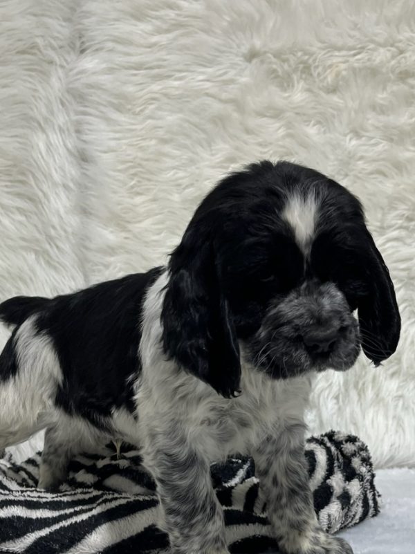 Bentley - Image 13