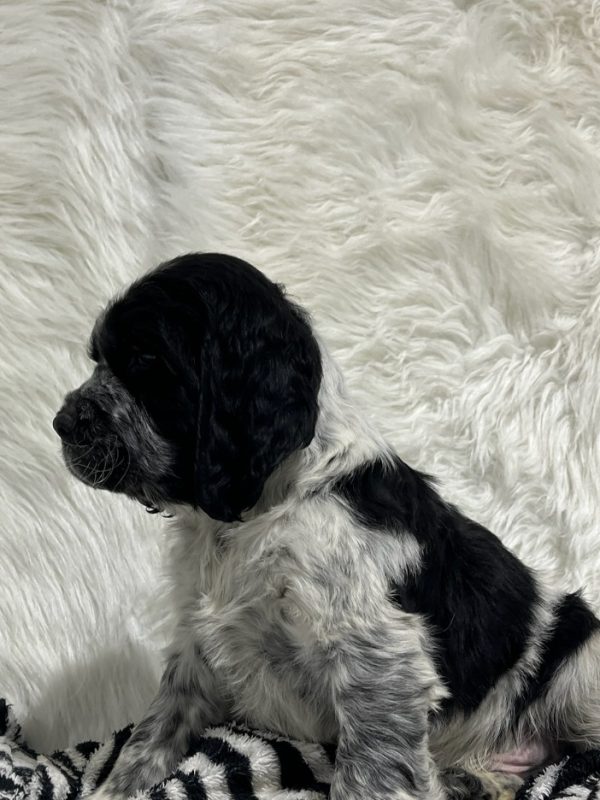 Bentley - Image 8