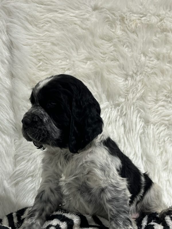 Bentley - Image 9