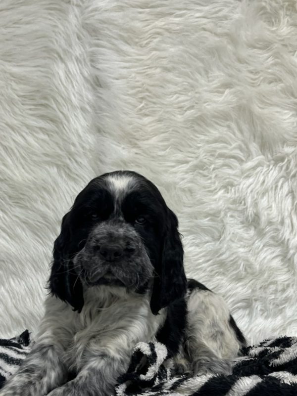 Bentley - Image 10