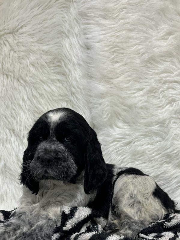 Bentley - Image 11