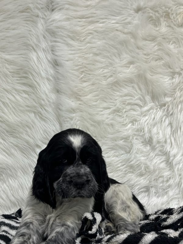 Bentley - Image 12
