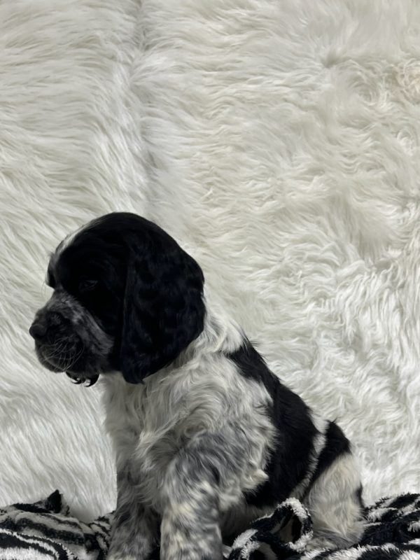 Bentley - Image 16