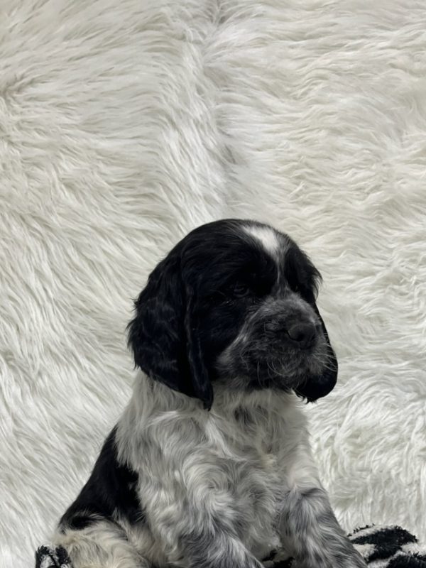 Bentley - Image 15