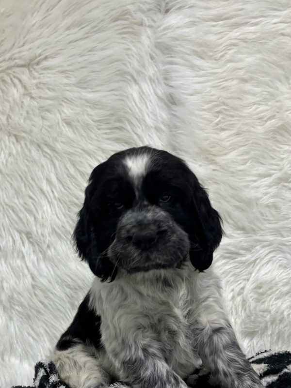 Bentley - Image 14