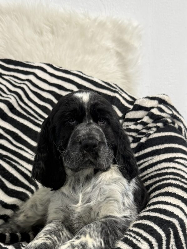 Bentley - Image 2