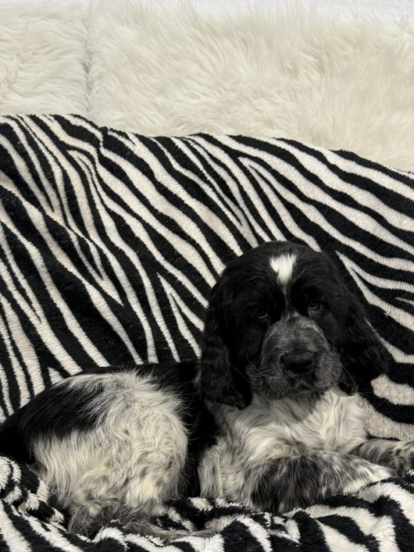 Bentley - Image 3