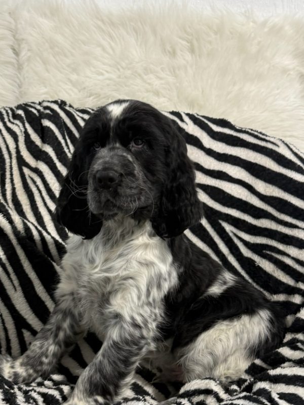 Bentley