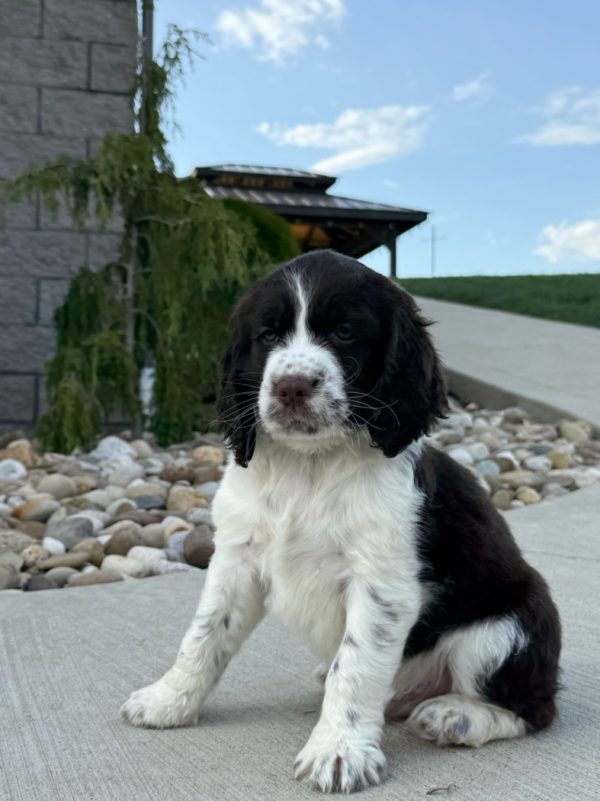 Riley - Image 6