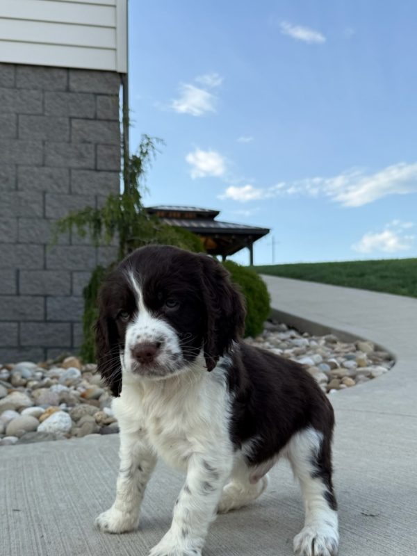 Riley - Image 4