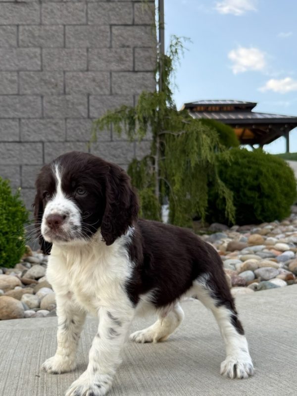 Riley - Image 3