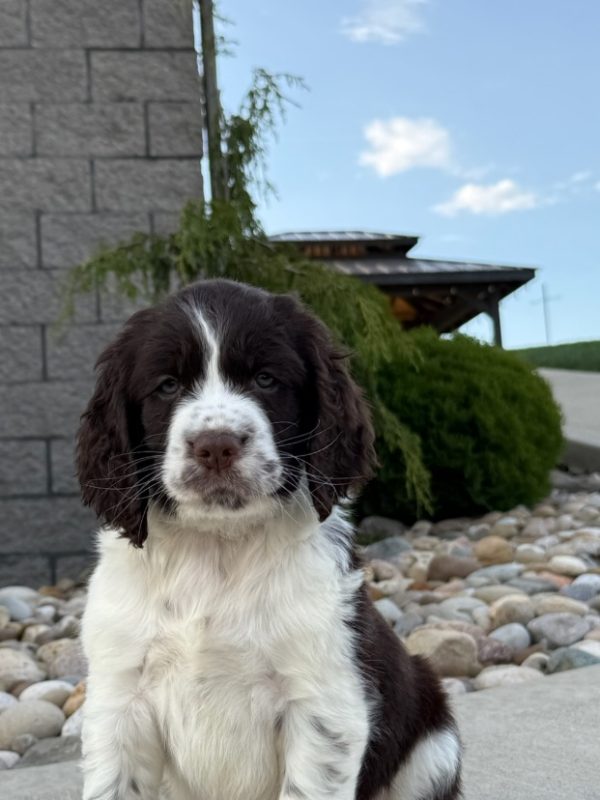 Riley - Image 2