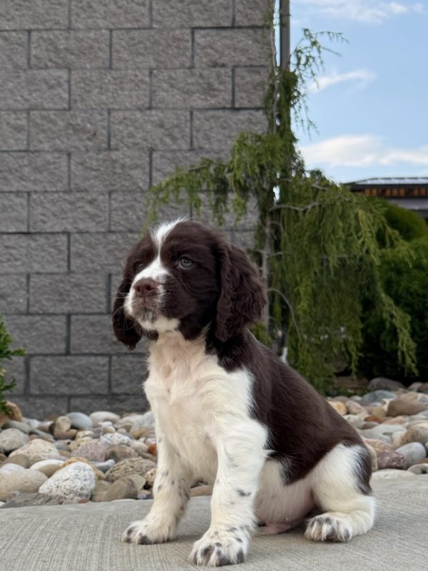Waylon - Image 5