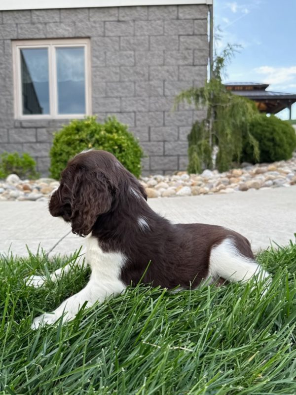 Waylon - Image 6