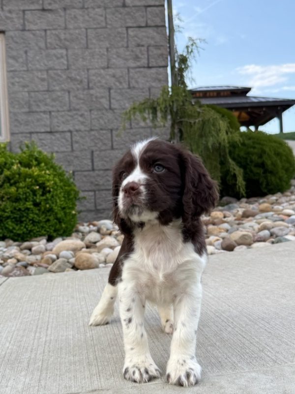 Waylon - Image 8