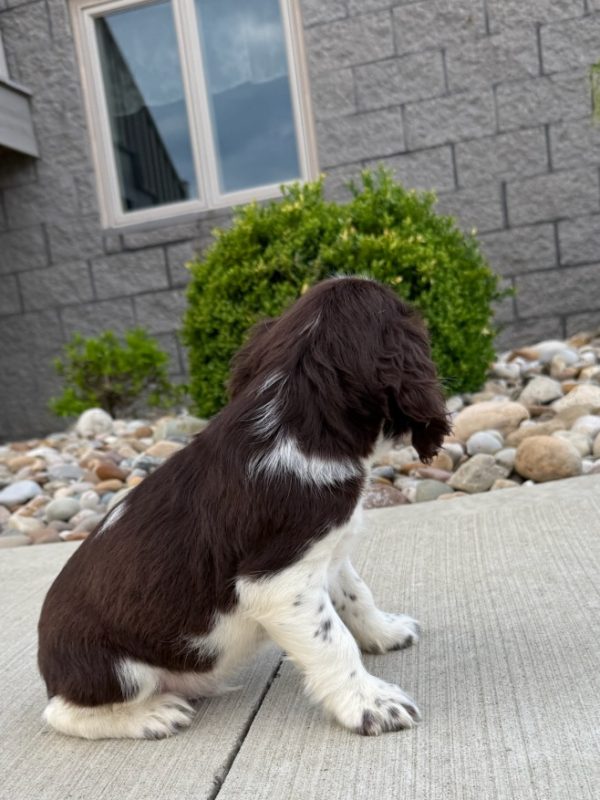 Waylon - Image 9